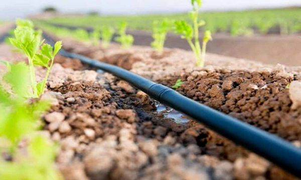 Что такое капельное орошение. Особенности и правила выбора капельного орошения от Клиома Сервис