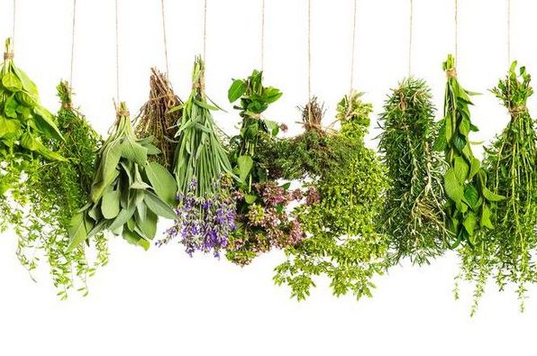 Трави від болю в горлі: чебрець, шавлія, агрімонія